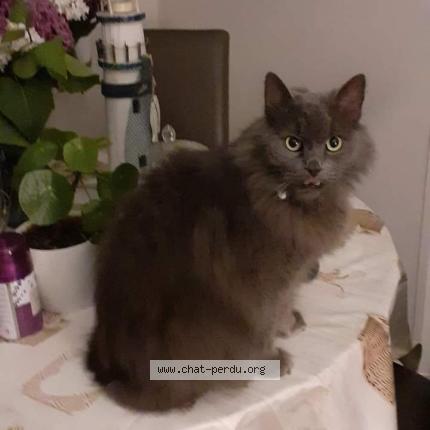 Foto 1/1 Gribouille Chat perdido en Middelkerke