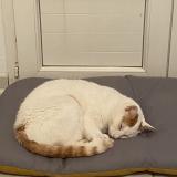 Foto del gato perdido en Doazit