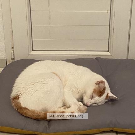 Foto 1/1 Max Chat perdido en Doazit