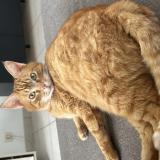 Foto del gato perdido en Mulsans