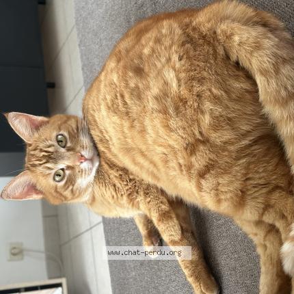 Foto 1/1 Ruby Chat perdido en Mulsans