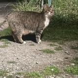 Foto de gato encontrado en Saint Florent Le Vieil