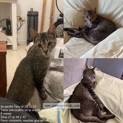 Foto 1/1 Gato encontrado Perdido en La Plata