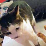 Foto del gato perdido en Le Temple