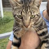 Foto del gato perdido en Toulouse