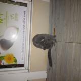 Foto de gato encontrado en Poua