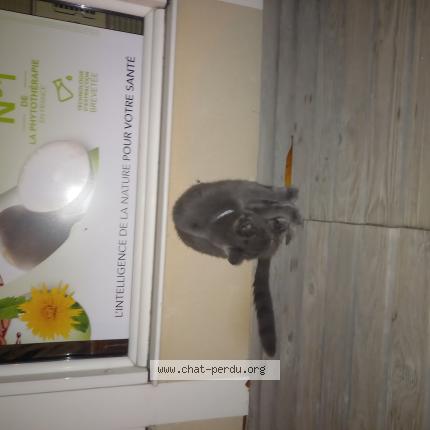 Foto 1/1 Gato encontrado Encontrado en Poua