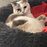 Foto del gato perdido en Lattes