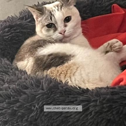 Foto 1/1 Swing Chat perdido en Lattes