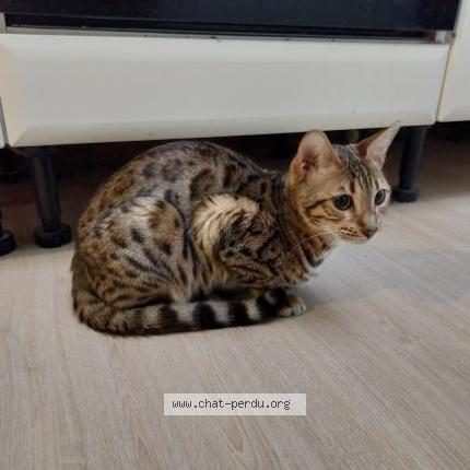 Foto 1/1 Artemis Chat perdido en Ennetiere en weppe