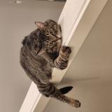 Foto del gato perdido en Portland