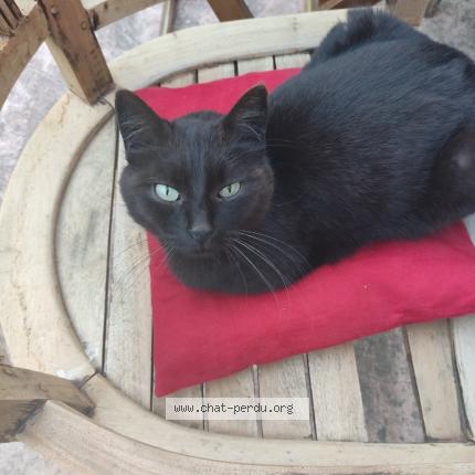 Foto 1/1 Minette Chat perdido en Jassans