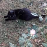 Foto del gato perdido en Craon