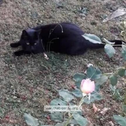 Foto 1/1 Mimi Chat perdido en Craon