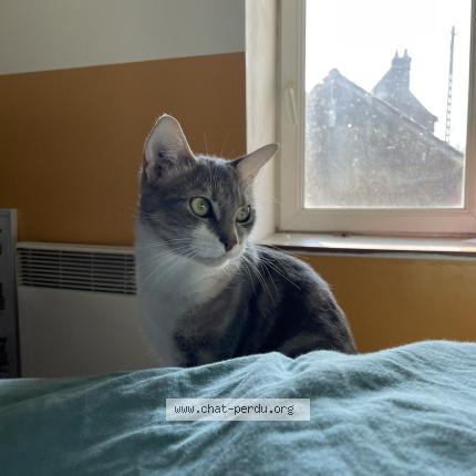 Foto 1/1 Moon Chat perdido en Noailles