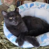 Foto del gato perdido en Medina