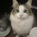 Foto del gato perdido en Auderghem