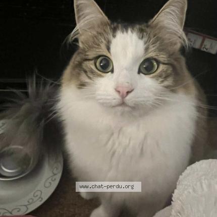 Foto 1/1 Miaou Chat perdido en Auderghem