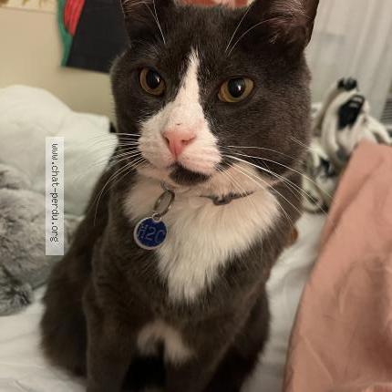 Foto 1/1 Doubi Chat perdido en Montreal