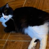 Foto del gato perdido en Memphis