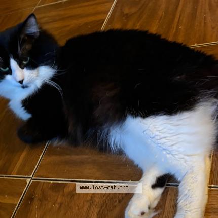 Foto 1/1 Rocky Boy Chat perdido en Memphis