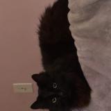 Foto del gato perdido en Lomita