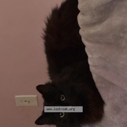 Foto 1/1 Ren Chat perdido en Lomita