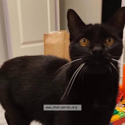 Foto 1/2 Heaven Chat perdido en L isle jourdain