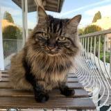 Foto del gato perdido en Creteil