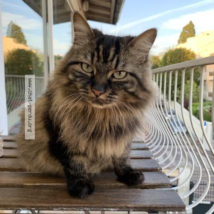 Foto 1/1 Pin's Chat perdido en Creteil