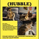 Foto del gato perdido en Tucson