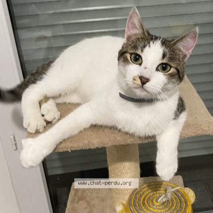 Foto 1/1 Nour Chat perdido en Conflans sainte honorine