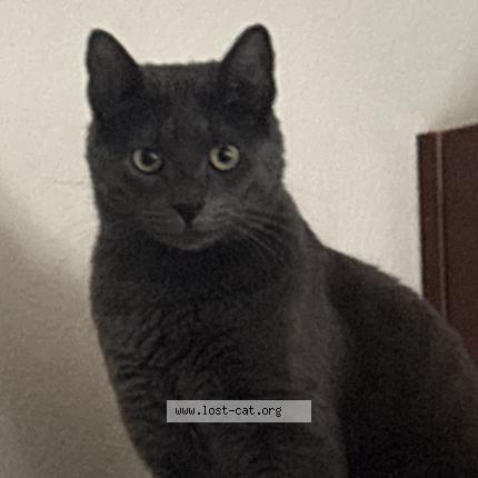 Foto 1/1 Rocket Chat perdido en Colorado springs