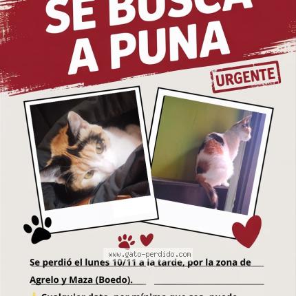 Foto 1/1 Pues Chat perdido en Buenos aires