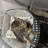 Foto del gato perdido en Hanover Park