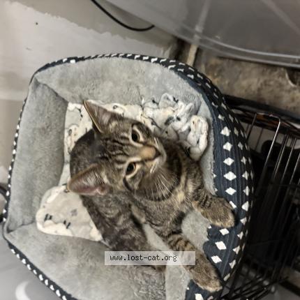 Foto 1/1 Rayos Chat perdido en Hanover park