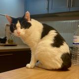 Foto del gato perdido en Le Pian Medoc