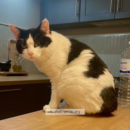 Foto 1/1 Choupy Chat perdido en Le pian medoc