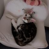 Foto del gato perdido en Ferrieres D Aunis