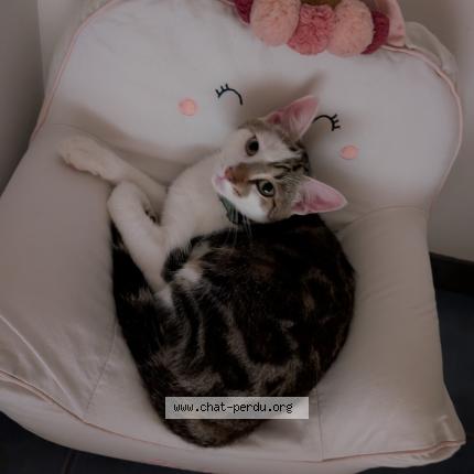 Foto 1/1 Aristo Chat perdido en Ferrieres d aunis