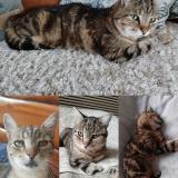 Foto del gato perdido en Valergues