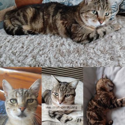 Foto 1/1 Filou Chat perdido en Valergues