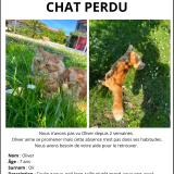 Foto del gato perdido en Begles