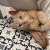 Foto del gato perdido en Toulouse