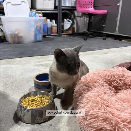 Foto 1/1 Gato encontrado Encontrado en Mcmasterville