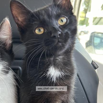 Foto 1/1 AYA Chat perdido en La wantzenau