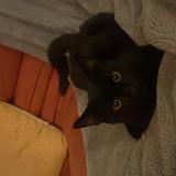 Foto del gato perdido en La Rochelle