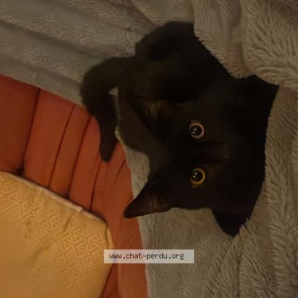 Foto 1/1 Shuri Chat perdido en La rochelle