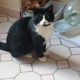 Foto de gato encontrado en Ploeren