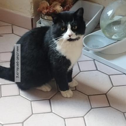 Foto 1/1 Gato encontrado Encontrado en Ploeren